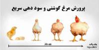 طرح توجیهی کسب و کار آفرینی توليد مرغ گوشتی