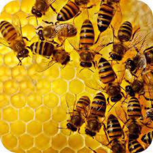 طرح توجیهی پرورش زنبور عسل